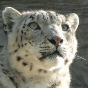 Yasmin, the Snow Leopard