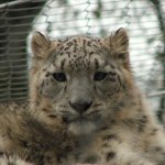 Snow Leopard-Vishnu